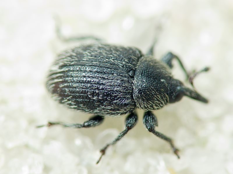 Rhinusa tetra (Fabricius, 1792)